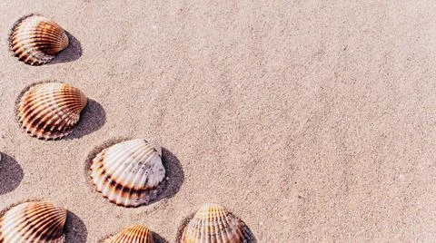 Shells isolated with seashells, starfishes on sand ocean beach background. Va 스톡 사진