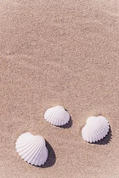 Shells isolated with seashells, starfishes on sand ocean beach background. Va Stock Photos