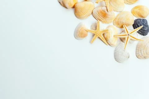 Shells isolated on white background. Close up. Stock Photos