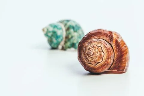 Shells isolated on white background. creative photo. 스톡 사진