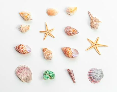 Shells isolated on white background. creative photo. 写真素材