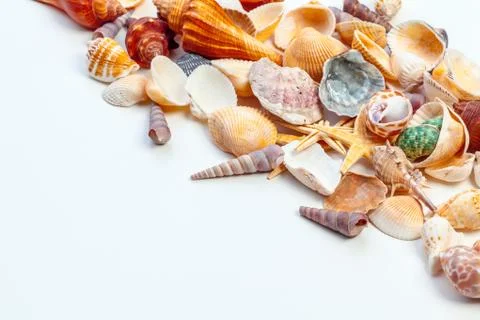 Shells isolated on white background. creative photo. Stockfoto's