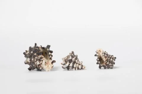Shells isolated on white background Stock Photos