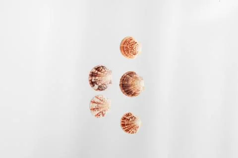 Shells isolated on white background Stock Photos