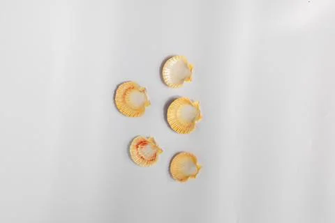 Shells isolated on white background Stock Photos