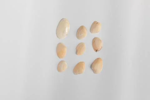 Shells isolated on white background Stock Photos