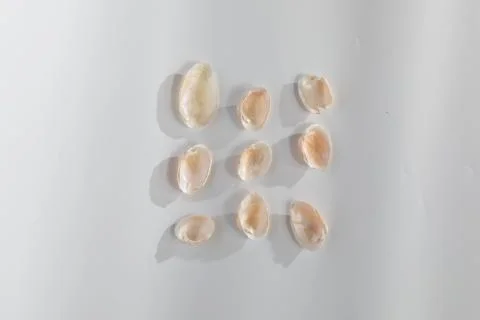 Shells isolated on white background Foto stock