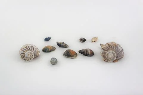 Shells isolated on white background Stock-Fotos