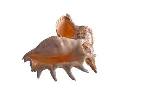 Shells isolated on white Stock Photos