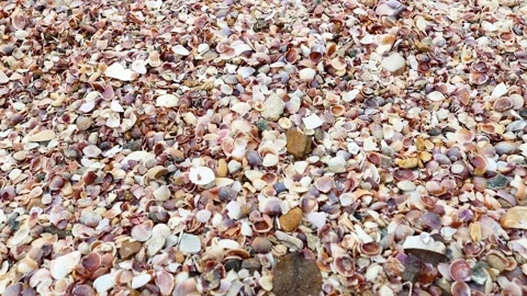 Shells on Krabi Beach 動画素材 325279981