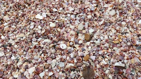 Shells on Krabi Beach in November Stock Footage 325268602