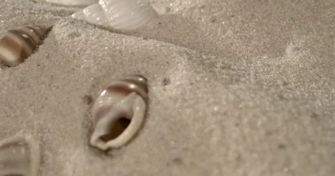 Shells Lay Scattered. Smooth Shells Spread Across Soft Sand Surface Stock Footage 334708251