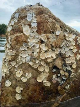 Shells that left their mark Stock Photos