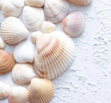Shells on a light background . Article about vacation. Sea shells lie on a... Stock-Fotos