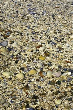 Shells at low tide, Cabbage Island, British Columbia Foto stock