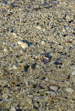 Shells at low tide, Cabbage Island, British Columbia Stock Photos