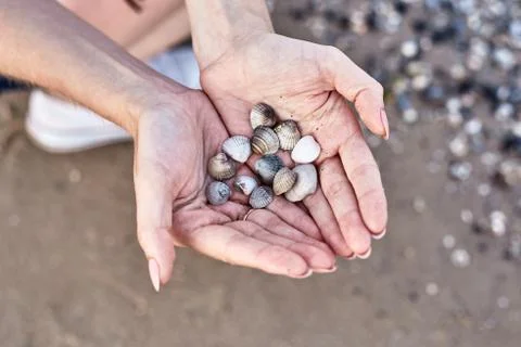 Shells lying in the palms, hand with shells on the beach background Foto stock