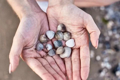 Shells lying in the palms, hand with shells on the beach background Stock Photos