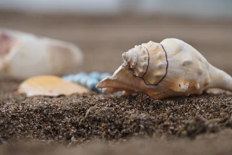 Shells lying on the sand at the beach in daylight Stock Photos
