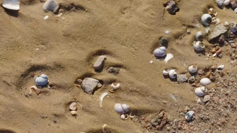Shells lying on sandy bank of river. Stock Footage 274744655