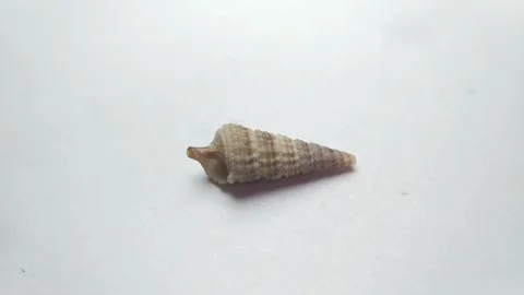 Shells (Macro)1 Stock Footage 330500663