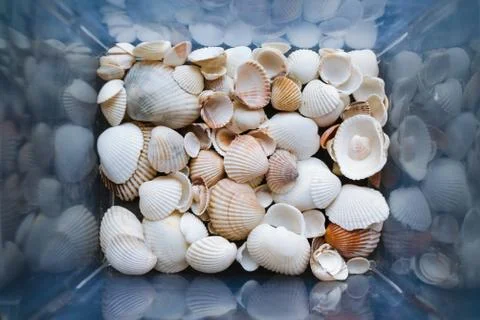 Shells of many sizes are found on our shelling beaches. Close-up view of seas Stock Photos