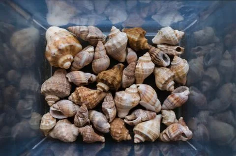 Shells of many sizes. Close-up view of seashells in the box. Top view, marine Stock Photos
