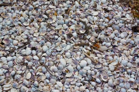 Shells of many types and sizes, ground covered with shells. Stock Photos