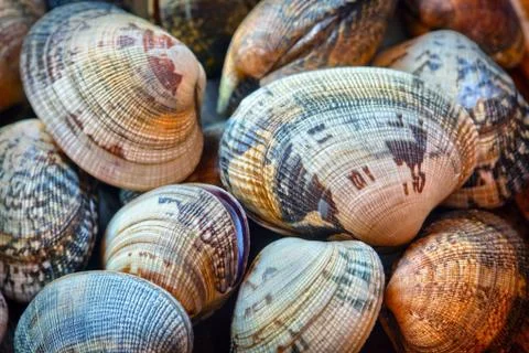Shells of many types and sizes Stock Photos
