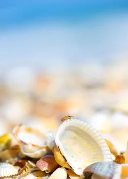 Shells of many types and sizes are found on our shelling beaches Stockfoto's