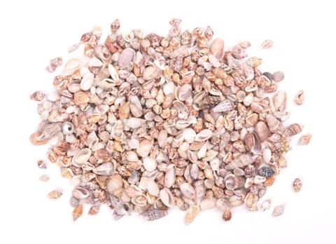 Shells of many types and sizes Foto stock