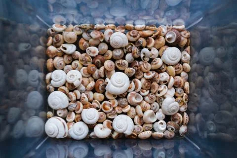 Shells of many types and sizes. Close-up view of seashells in the box. Top vi Stock Photos