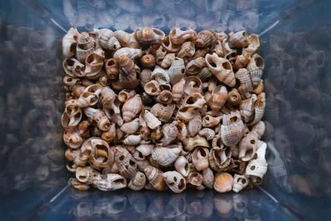 Shells of many types and sizes are found on our shelling beaches. Close-up, t Stock Photos