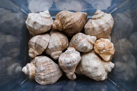 Shells of many types and sizes are found on our shelling beaches. Top view, m Stock Photos
