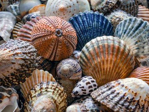 Shells of many types and sizes Stock Photos