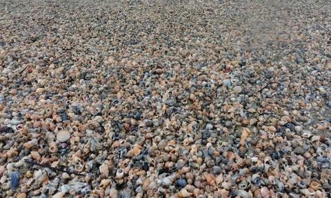 Shells of many types and sizes are found on beach in New Zealand. Stock Photos
