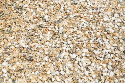 Shells of many types and sizes are found on our shelling beaches. at the suns Stock Photos