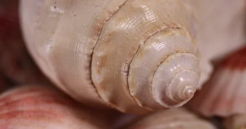 Shells of mollusks in a pile close up, dumped together empty washed shells of Stock Footage 314725772