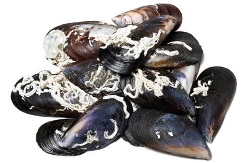 Shells of mussels Stock Photos