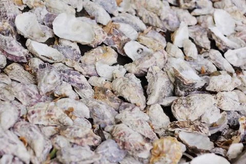 Shells from oysters and shellfish close-up Stockfoto's