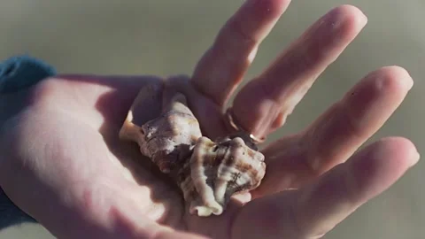 Shells in the palm of your hand closeup Stock Footage 146486130