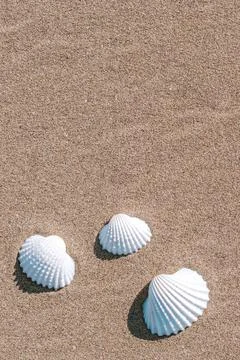 Shells pattern. Seashells, starfishes on sand ocean beach background. Exotic  Stock Photos