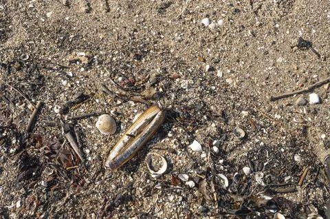 Shells on a pebbled beach Stock Photos