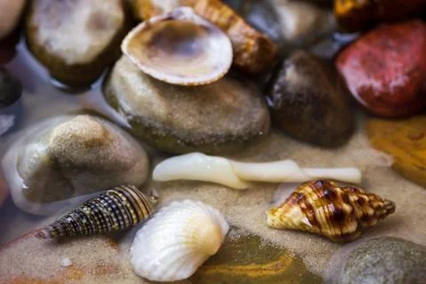 Shells on pebbles in the sand of beach at the sea. Stock Photos