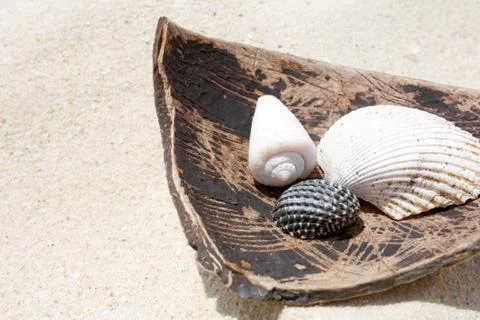 Shells Stock Photos