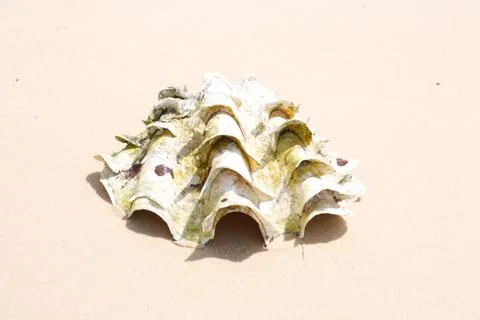 Shells Stock Photos