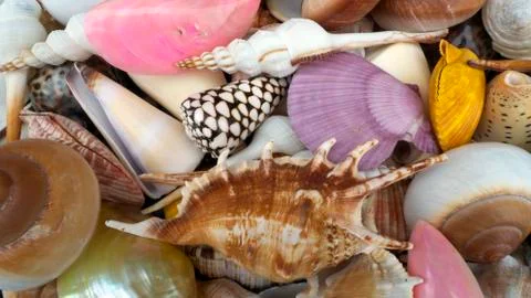 SHELLS Stock Photos