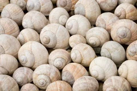 Shells Foto stock