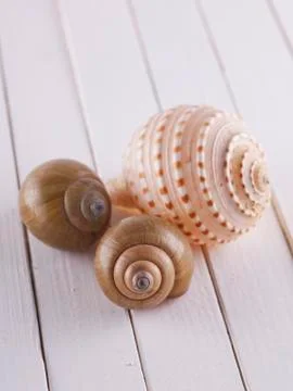 Shells Stock Photos