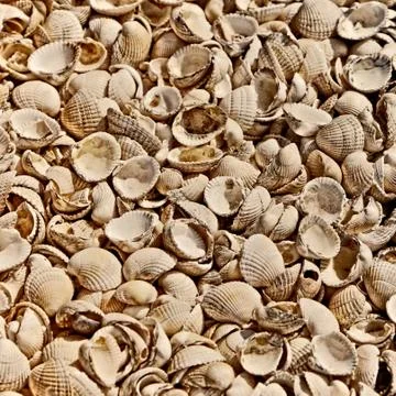Shells Stock-Fotos